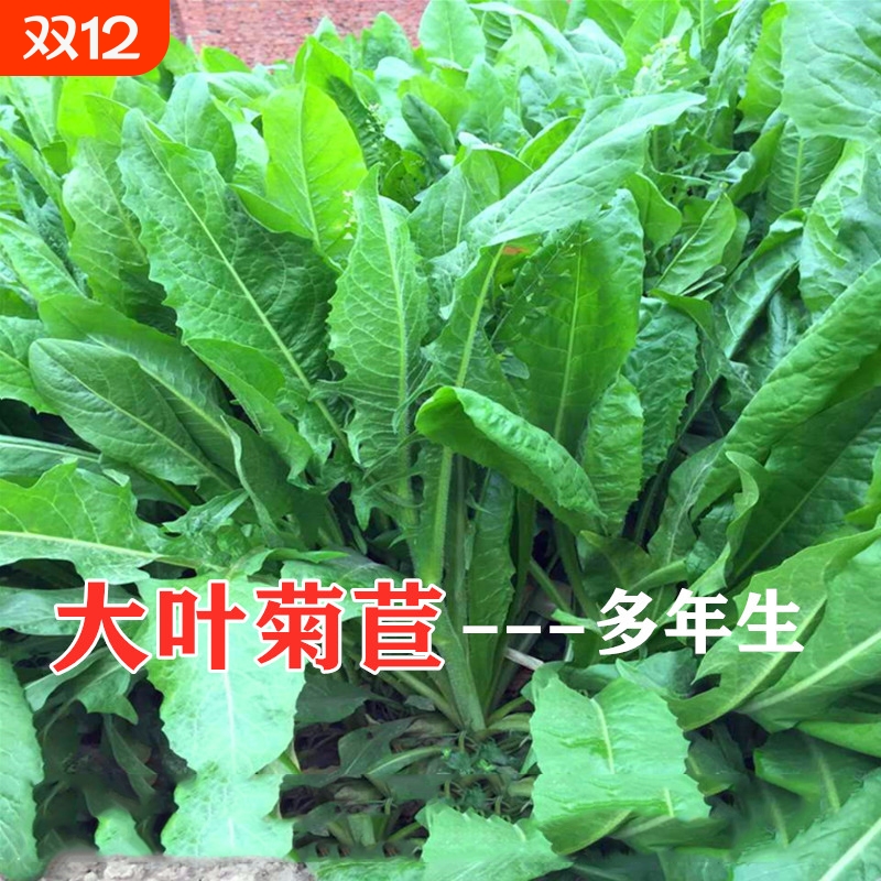 大叶菊苣多年生种籽|千人回购