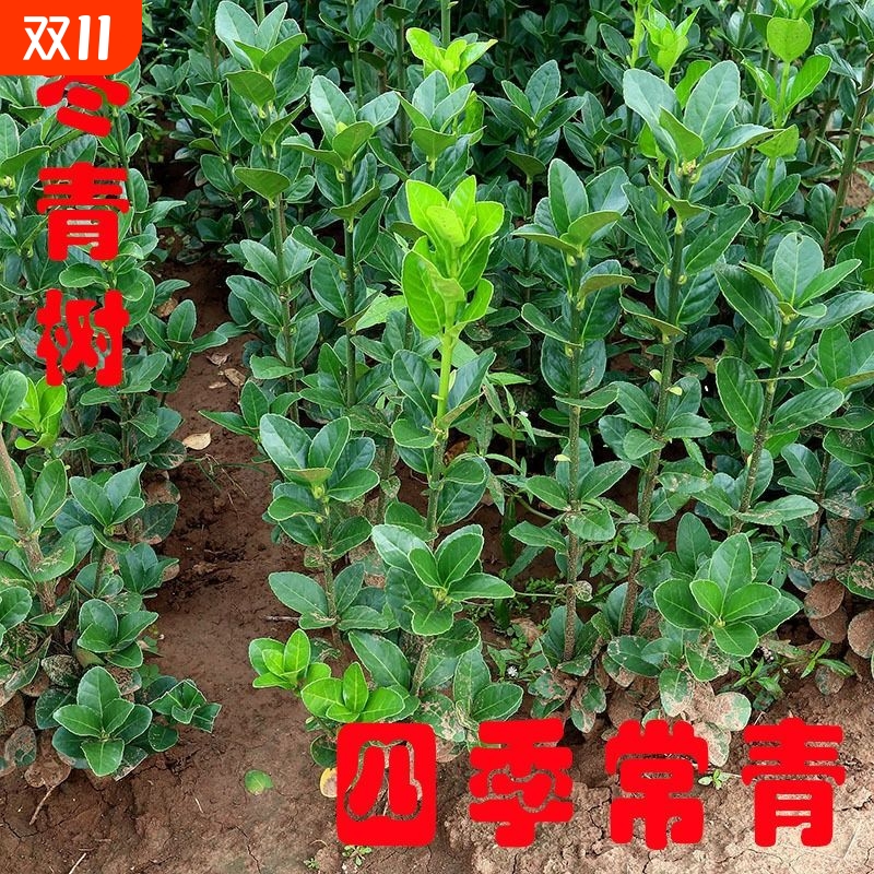 篱笆植物北海道黄杨|千人加购