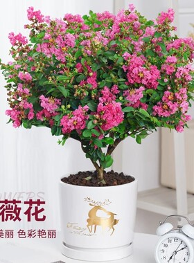 紫薇花树苗盆栽四季花卉植物庭院耐热绿植百日红老桩盆景耐晒室外