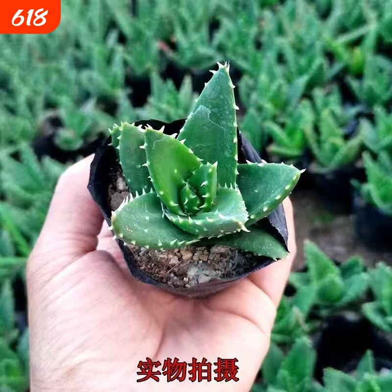 金品芦荟万重山不夜城多肉植物室内外盆栽植物花卉好养易成活庭院