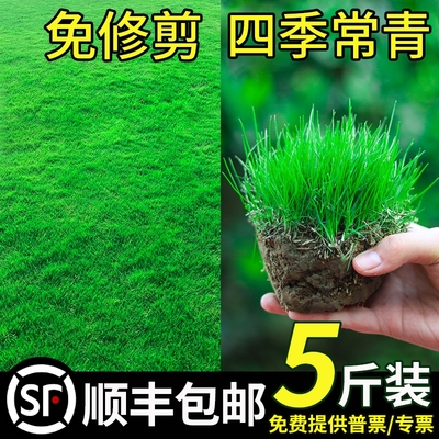 四季青护坡草草皮种子草坪草籽狗牙根庭院地毯绿化黑麦草马尼拉