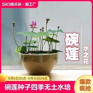 碗莲种子四季无土水培植物睡莲荷花室内盆栽绿植花卉客厅阳台庭院