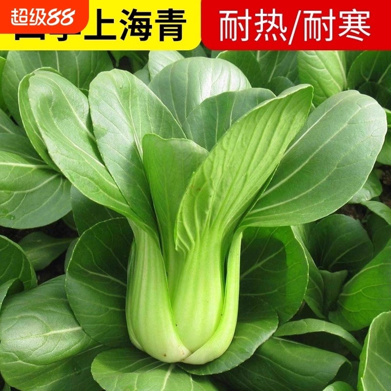 上海青农家小油菜籽青梗菜四季小白菜种子上蔬菜小青菜籽盆栽阳台