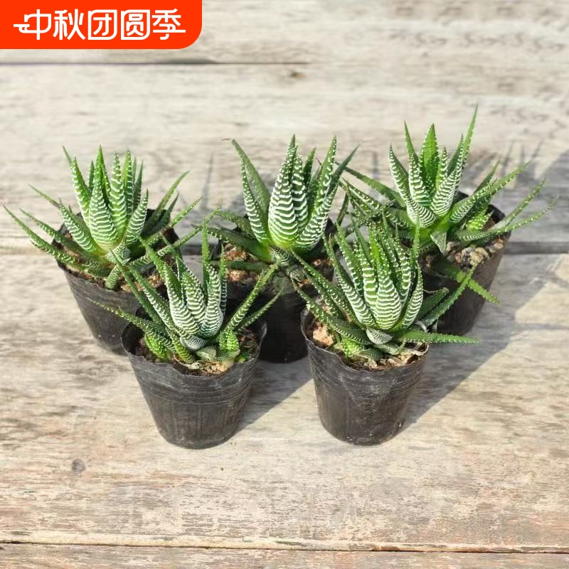硬叶十二卷稿鹰爪白帝金城鼓笛锦怒涛龙爪多肉植物组合花卉小盆栽