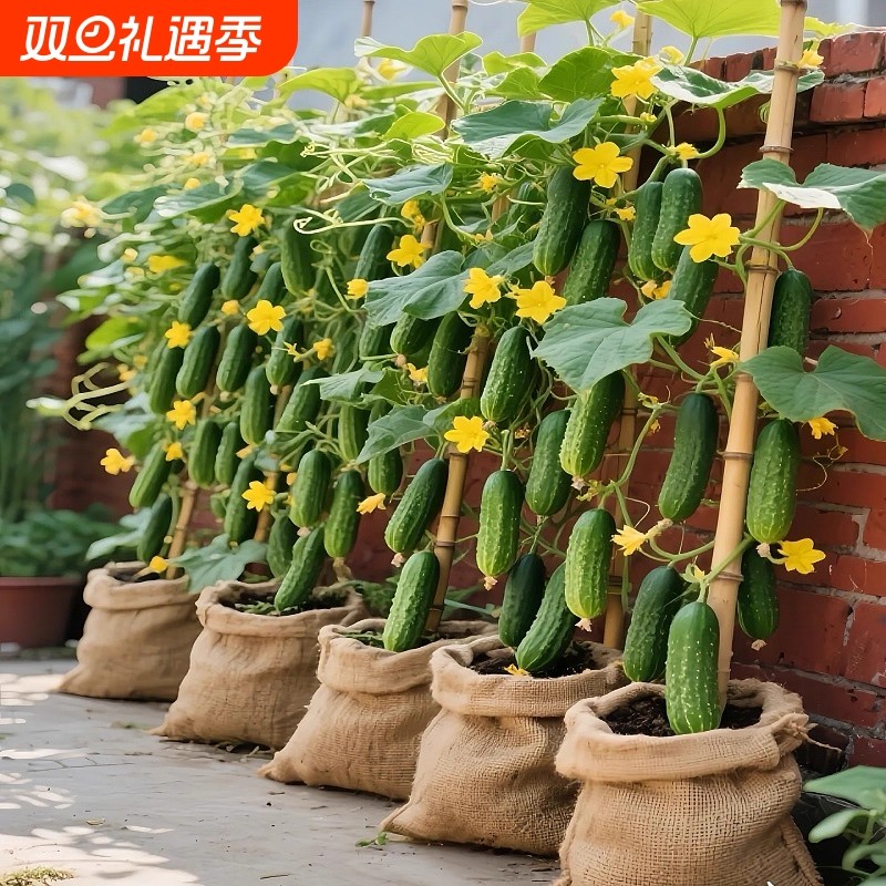 新种子秋黄瓜种子七号绿心水果黄瓜春夏秋播种籽蔬菜高产