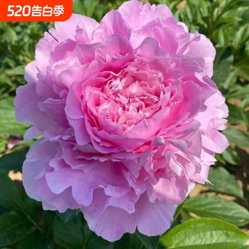 重瓣正宗芍药花苗根块花卉盆栽庭院四季开花好养耐寒大花多色观赏