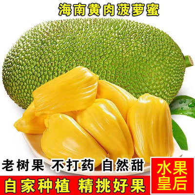 海南黄肉菠萝蜜老树大果
