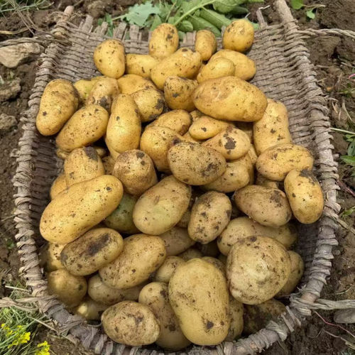 2026年新黄心豆新鲜土豆黄皮黄心