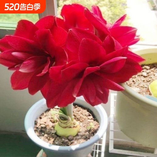【常年开花】朱顶红当年开花重瓣耐寒盆栽室内阳台四季开花
