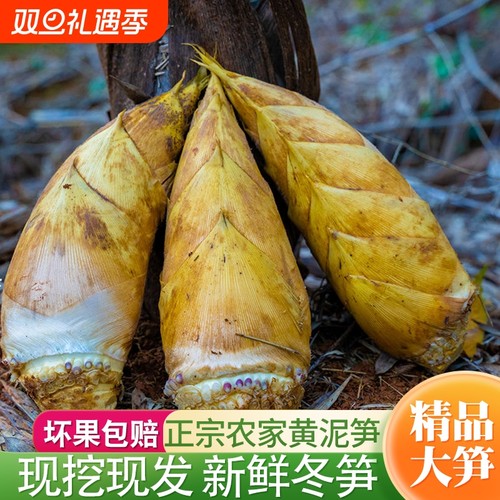 福建高山冬笋新鲜现挖毛竹笋尖野生带壳黄泥嫩笋尖去老根火锅炒菜