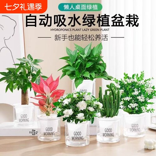 绿萝发财树盆栽吊兰多肉办公室内小绿植驱蚊去除甲醛水培植物花卉