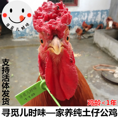 寻觅儿时味农家散养土现杀大公鸡