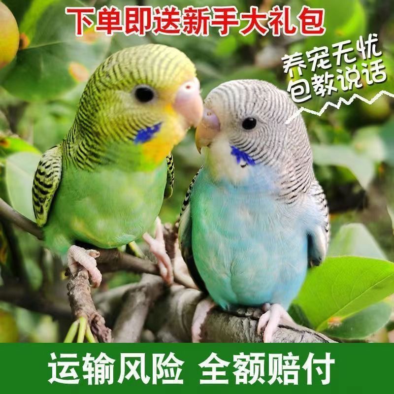 鹦鹉活鸟活物牡丹鹦鹉小鸟活鸟会学说话的鸟类活鸟宠物中小型鹦鹉