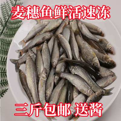 新鲜小杂鱼淡水鱼500g小杂鱼