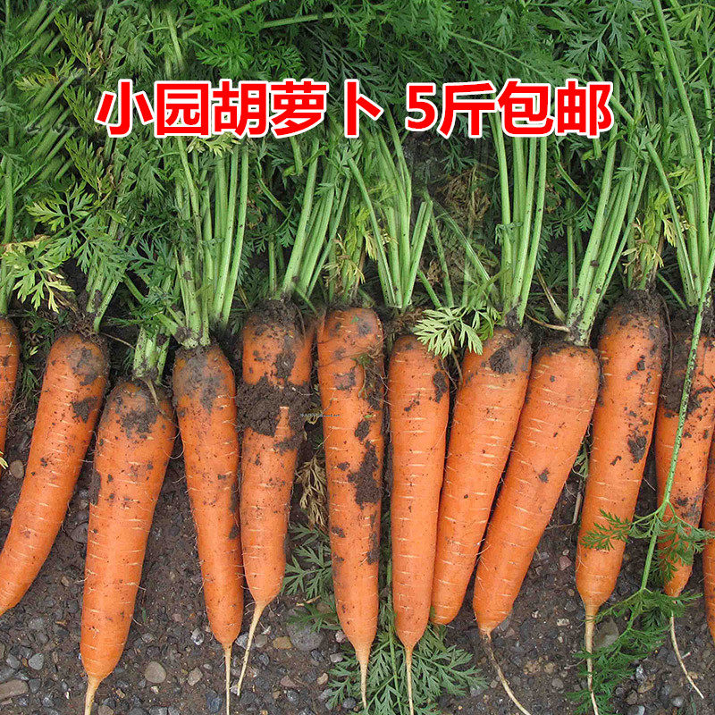 东北农家自种胡萝卜 脆甜生吃水煮红萝卜 新鲜蔬菜带土胡萝卜 5斤,水产肉类/新鲜蔬果/熟食,其它,淘宝优惠券,粉丝福利购,淘宝优惠卷