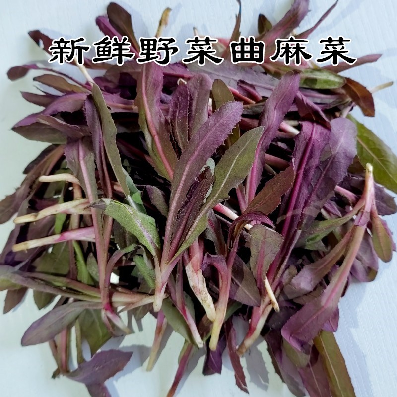 曲麻菜新鲜野生苦麻菜苗苦菜野菜曲曲菜苣荬菜东北特产蘸酱菜现挖
