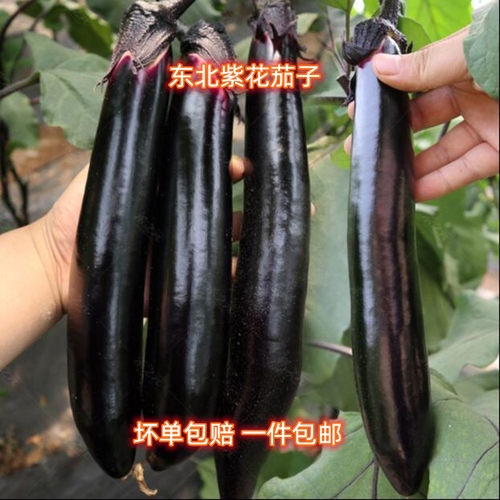 新鲜东北茄子紫库农家小紫花茄子