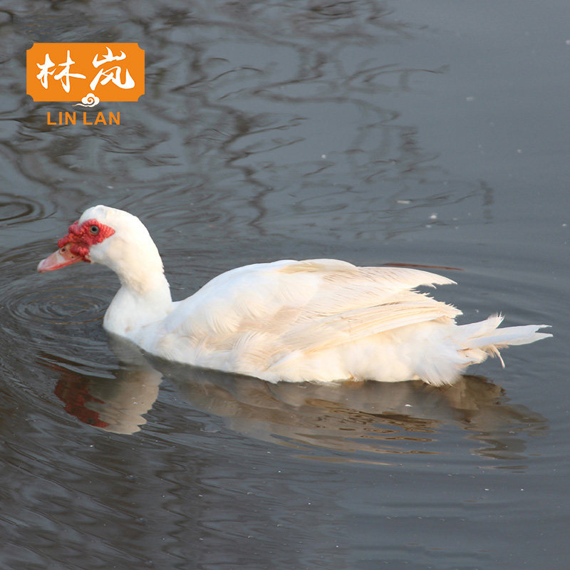 农家老番鸭 土鸭老鸭红脸老鸭肉新鲜老笨鸭子生鲜鸭肉老鸭 土鸭