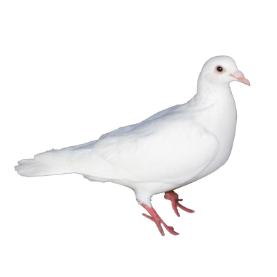 5年老鸽子3只新鲜现杀