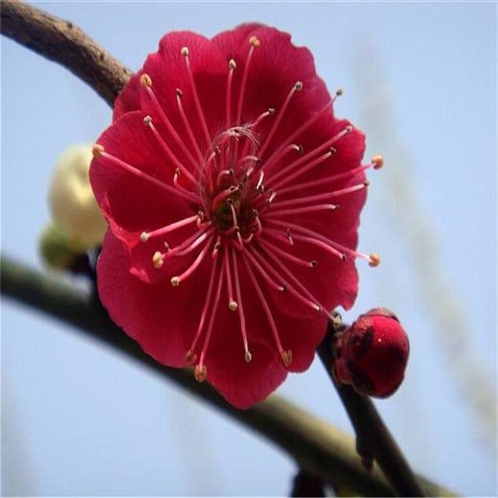 日本mn实物梅花盆景 原生朱砂 乌梅梅 乌羽玉 造型