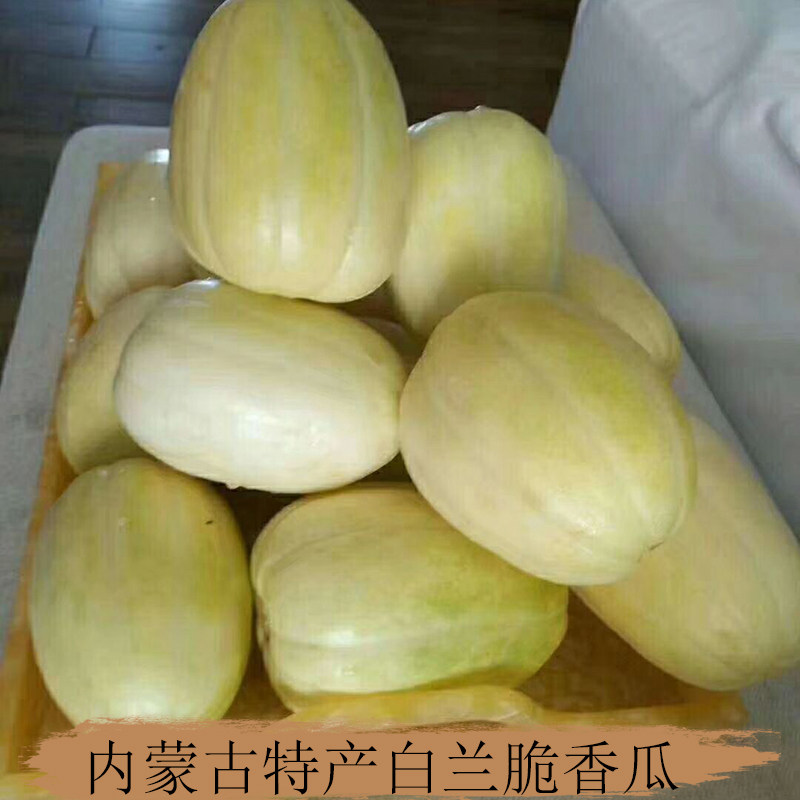 内蒙古五原白兰脆香瓜现摘现发新鲜甜瓜水果脆皮当季绿色5斤包邮