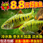 小鲃鱼中国斗鱼伴侣条纹小鲃冷水原生鱼耐寒淡水小鱼苗群游观赏鱼