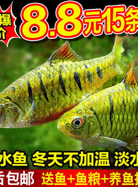 斗鱼伴侣耐寒冷水鱼清道夫淡水鱼
