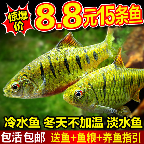 斗鱼伴侣耐寒冷水鱼清道夫淡水鱼