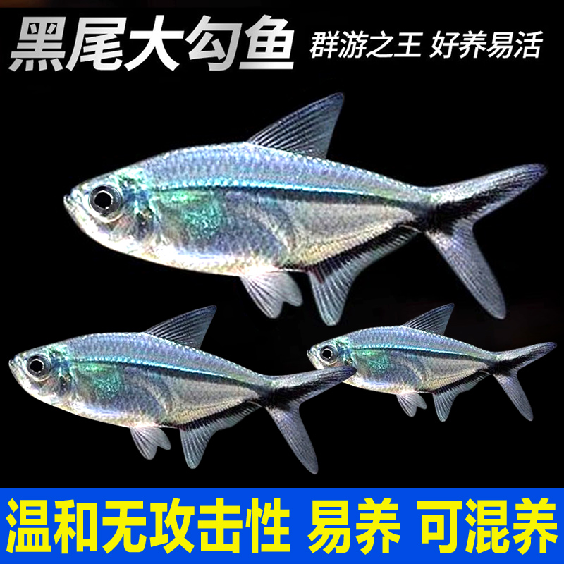 黑尾大勾黑尾旗热带鱼观赏鱼草缸群游鱼小型鱼苗活体鱼包活灯科鱼