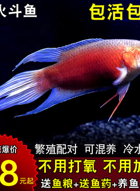 澳洲火焰叉尾改良观赏旁皮斗鱼