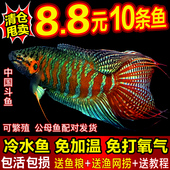 中国斗鱼普叉巨普活鱼冷水鱼耐养不打氧活体观赏鱼花手巾耐活鱼苗