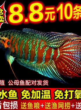 中国斗鱼普叉巨普活鱼冷水鱼耐养不打氧活体观赏鱼花手巾耐活鱼苗