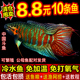 中国斗鱼普叉巨普活鱼冷水鱼耐养不打氧活体观赏鱼花手巾耐活鱼苗