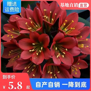 常青花卉观叶植物盆栽 精品君子兰异花小苗鸡冠红花苗室内绿植四季