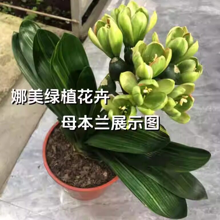 高档君子兰绿花绿小嘴双色花金丝彩兰小苗客厅盆景花卉阳台绿植物