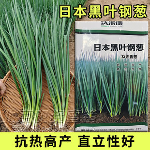 日本黑叶钢葱全能香葱种子耐热耐寒抗病细叶硬杆钢葱种小香葱种籽