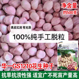 华一罗汉果花生种子鲁花一号四粒红花生米籽种效果红皮春秋季种孑