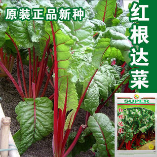 红根达菜种子牛皮菜莙荙菜君达菜红叶甜菜籽多年生根达菜蔬菜种子