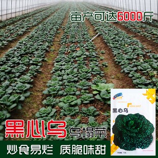 乌塌菜种子黑心乌塌菜籽秋季黑菜阳台盆栽四季播塌棵菜蔬菜种孑