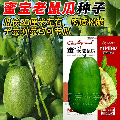 蜜宝老鼠瓜绿皮甜瓜种子四季播