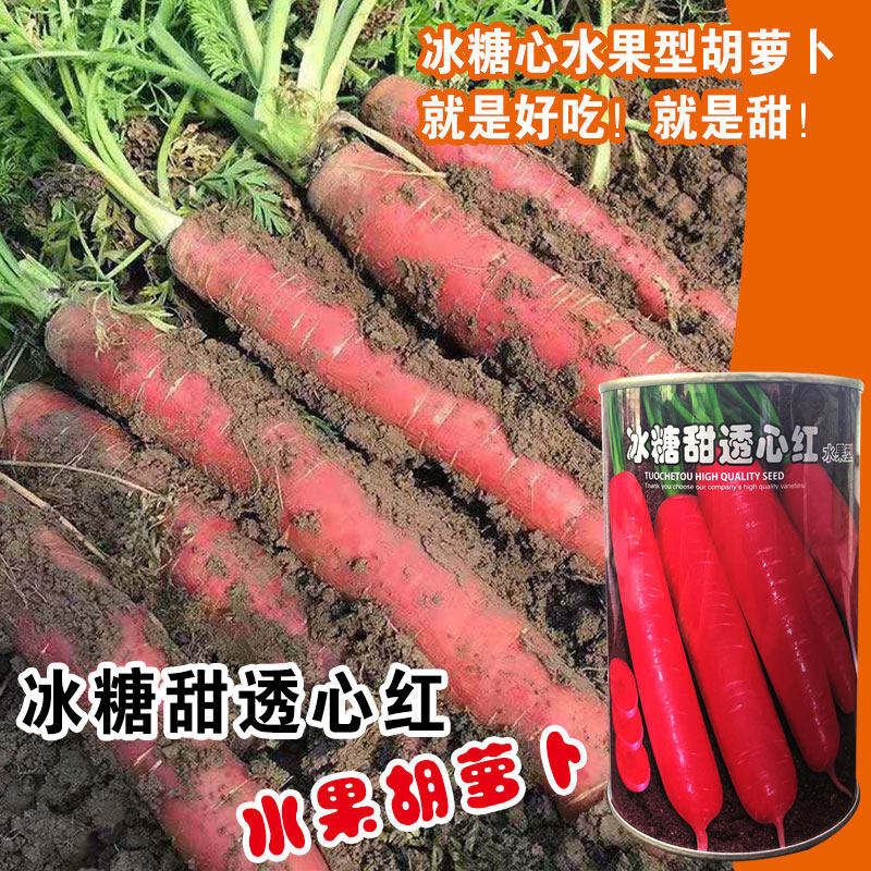 冰糖甜透心红胡萝卜种子秋季播水果胡萝卜三红七寸胡萝卜籽紫红心