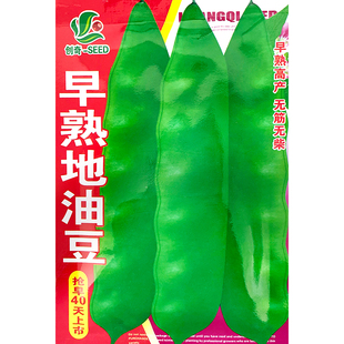 新籽无架矮生地油豆种子豆角早熟地霸油豆角籽地豆种包邮春季秋季