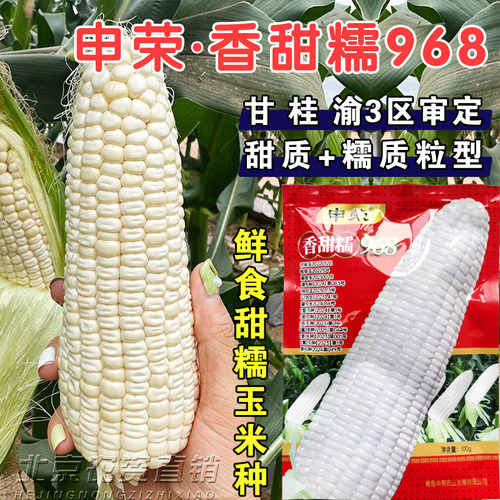 申荣白糯玉米种子香甜易种