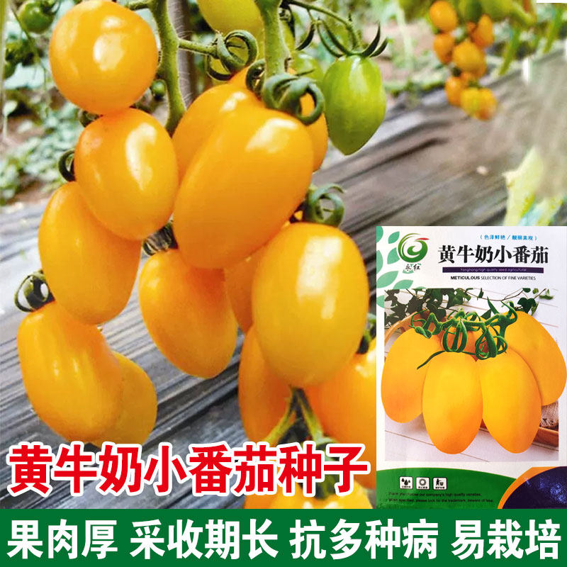 牛奶黄小番茄种子黄圣女果种子黄小西红柿阳台盆栽瓜果蔬菜种子