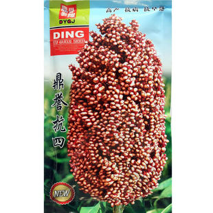 鼎誉抗四高粱种子老品种红高粱种籽大田四季播易种植抗倒伏耐旱涝