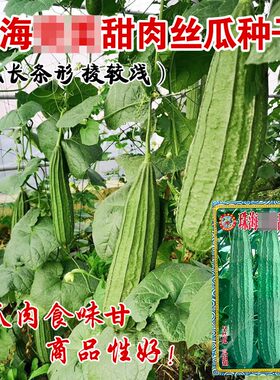 新品种广东秋冬季肉丝瓜