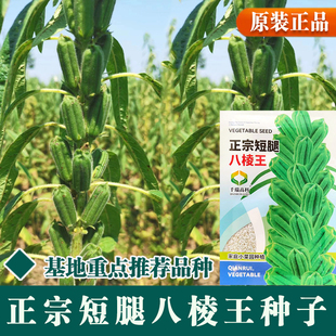 短矮腿八棱王白芝麻种子农家高2米抗倒伏八棱蒴果榨油芝麻种夏季