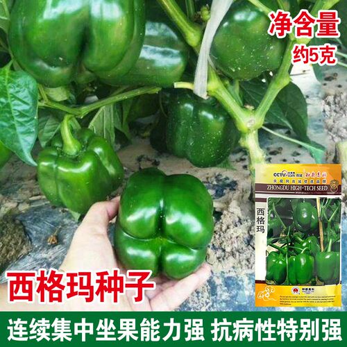 青椒种子辣椒苗种籽方椒高产