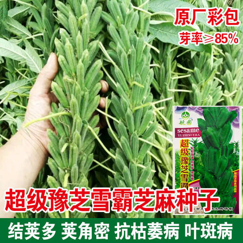 超级芝麻种子高产种籽抗病大田