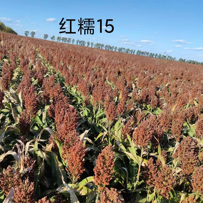 红糯高粱种子红高粱种子红糯16酿酒高产矮生抗旱高产高粱籽春季播